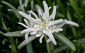雪絨花