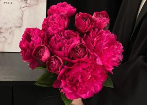 紫紅色芍藥
