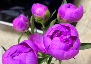 紫色芍藥